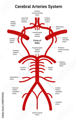 Cerebrovascular System Arterial Supply to Brain