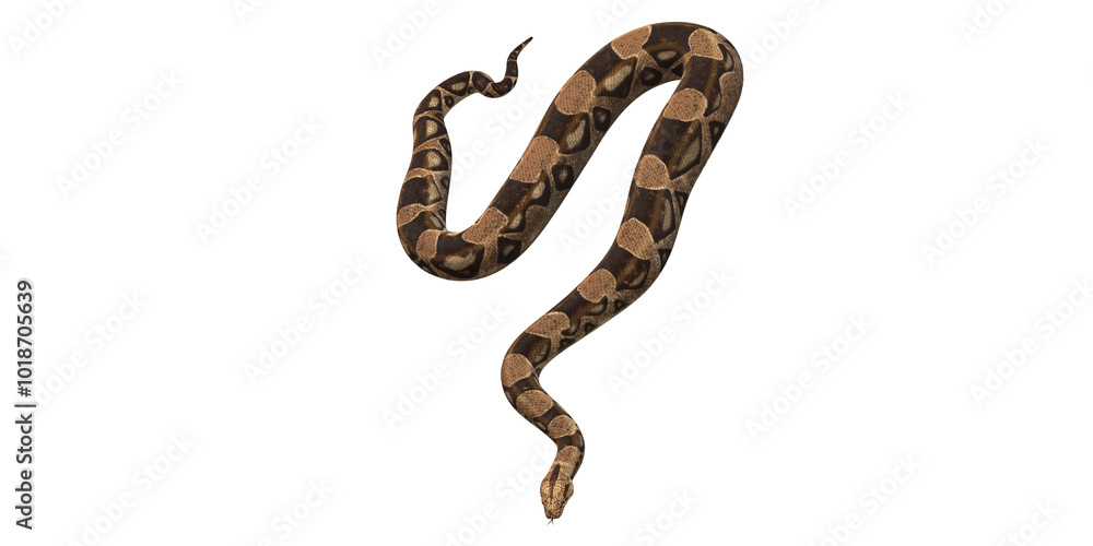 Snake isolated on a Transparent Background Snake isolated on a Transparent Background