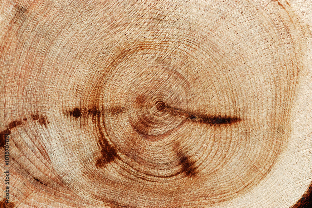 Naklejka premium Natural wooden background, wood texture annual rings form. Macro photo of cross section of juniper log, graphic nature organic pattern. Sawed timber close up with tree ring pattern, natural light