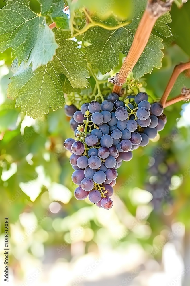 Lush purple grapes hanging from a vine in a vineyard, surrounded by green leaves. Lush purple grapes hanging from a vine in a vineyard, surrounded by green leaves.