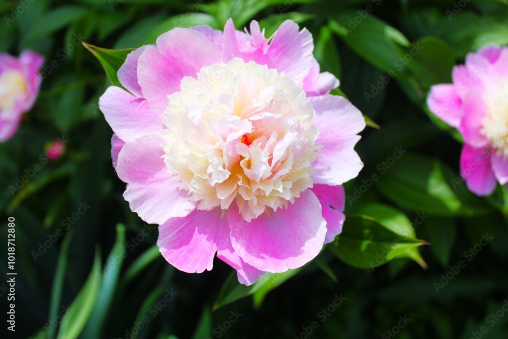Obraz premium pink peony flower