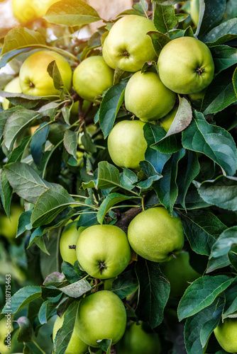 Green apples on a tree.Ripe Apples in the Apple Orchard before Harvesting. Apple orchard. Basket of Apples.Morning shot