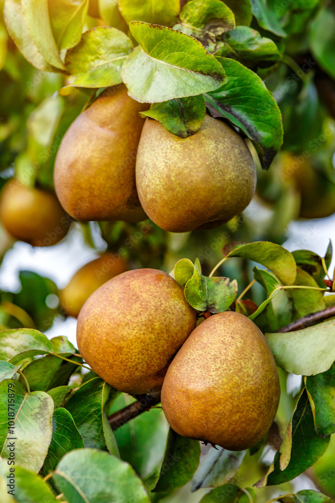 Crop of pears in summer garden.Closeup of pear tree in a farm garden.Organic pears in natural environment. Morning shot Crop of pears in summer garden.Closeup of pear tree in a farm garden.Organic pears in natural environment. Morning shot