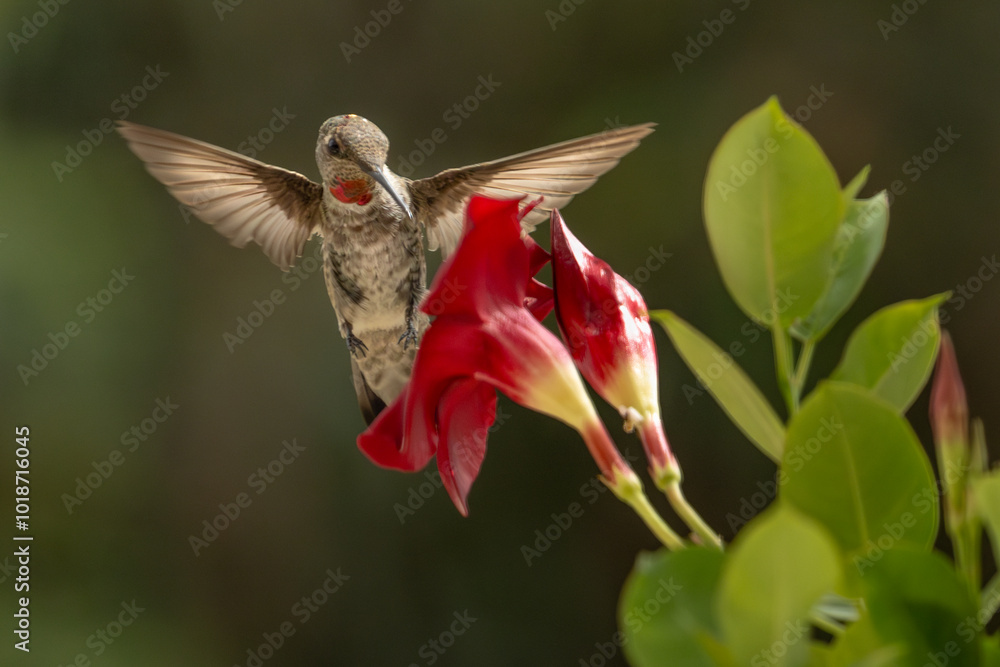 Naklejka premium Anna's hummingbird (Calypte anna) Enjoying the Red Mandevilla.