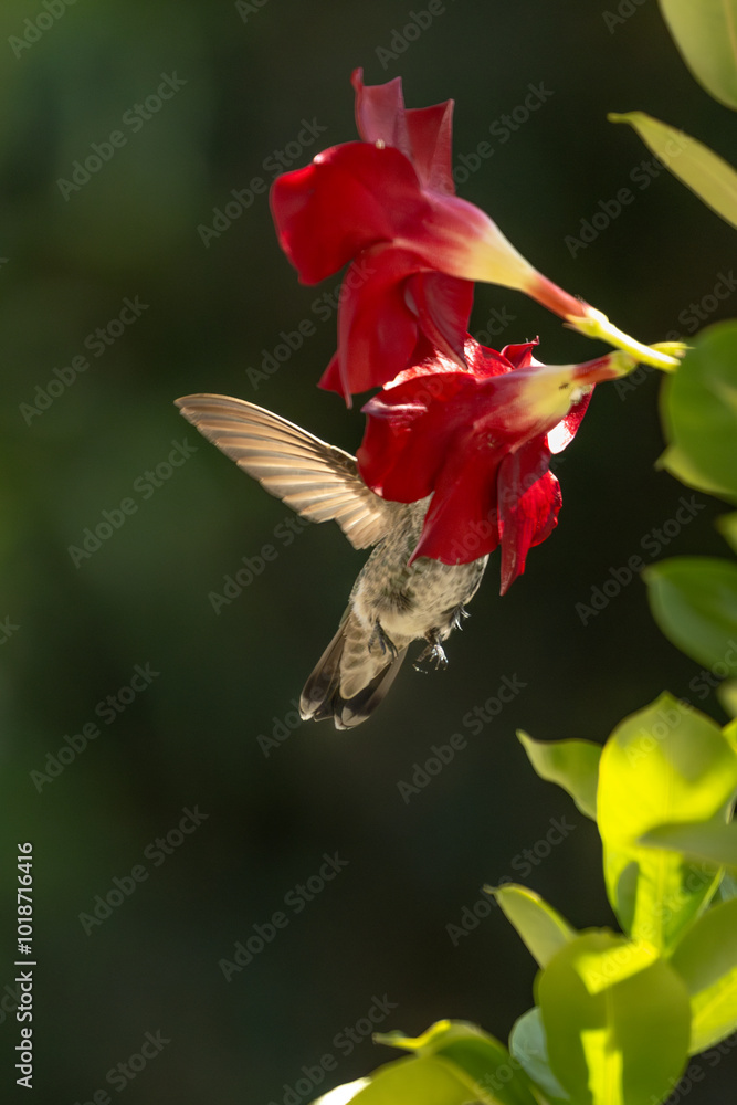 Naklejka premium Anna's hummingbird (Calypte anna) Enjoying the Red Mandevilla.