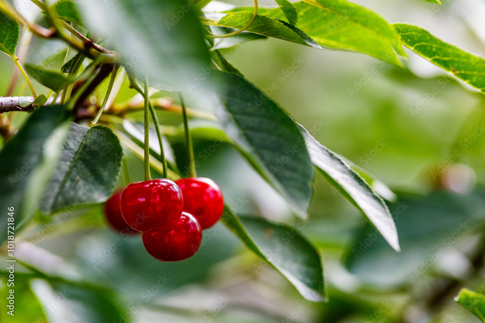 Ripe cherries hanging on a cherry tree branch against green background.Branch of ripe red cherries on a tree in a garden.Cherry with drops. Ripe cherries hanging on a cherry tree branch against green background.Branch of ripe red cherries on a tree in a garden.Cherry with drops.