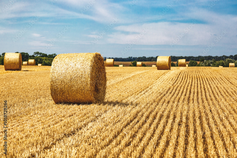 Fototapeta premium Closeup of a Yellow Round Straw Bale background.Field landscape with blue sky. Wheat field after harvesting.Harvesting hay bales.Haystacks.Farming
