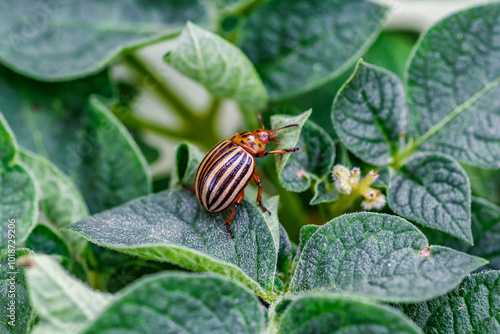 Colorado Potato Beetle (Leptinotarsa decemlineata).Close-up Colorado potato beetle and larvae on the green leaves of potatoes, is a major pest of potato crops. photo