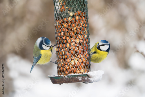 Two cute blue tit birds sitting on a bird feeder with peanuts in winter with snow