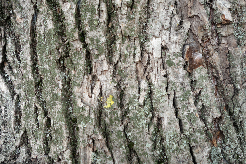 Linden tree bark texture. Linden tree bark texture.