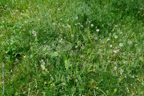 Wild grass on meadow in summer or spring.