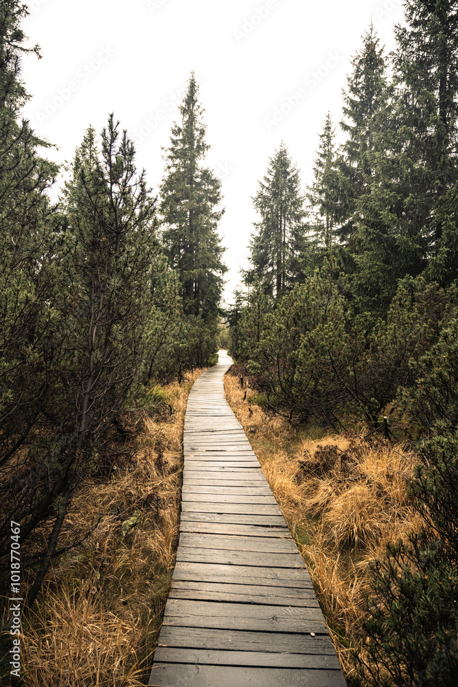 Obraz premium A wooden path winds through the Jizerka Peat Bog in the Jizera Mountains, surrounded by lush greenery and coniferous trees, inviting exploration of this tranquil natural area.