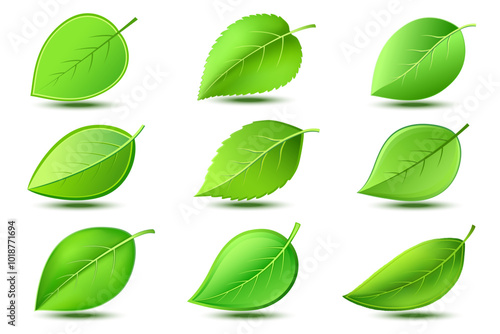 Set of fresh detailed abstract green leaf close-up isolated on white background. Graphic eco friendly and bio design elements, icons or logo, collection of nature objects. Vector illustration