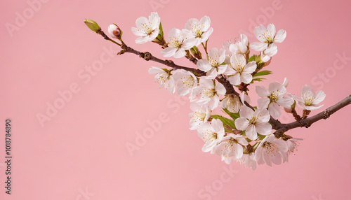 A branch adorned with delicate white cherry blossom flowers stretches gracefully against a soft pink backdrop, symbolizing the beauty of springtime renewal