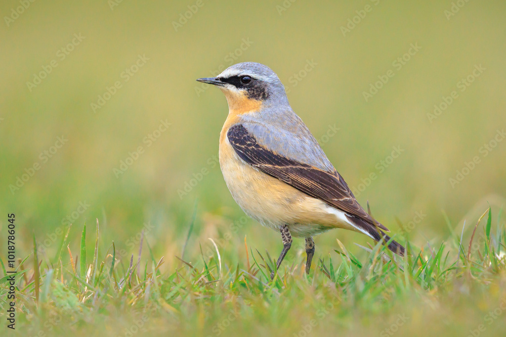 Northern wheatear male bird, Oenanthe oenanthe, foraging in grass Northern wheatear male bird, Oenanthe oenanthe, foraging in grass