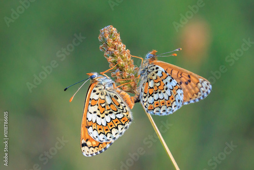 Canvas Print Glanville fritillary, melitaea cinxia, butterfly mating in a meadow