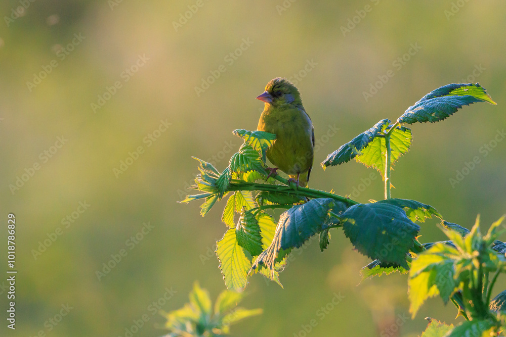 Fototapeta premium Greenfinch Chloris chloris bird singing