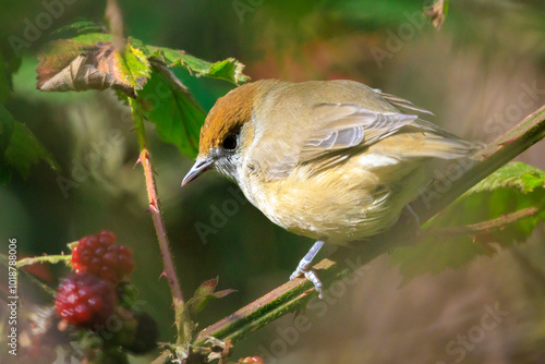 Closeup of a Eurasian blackcap female bird, Sylvia atricapilla, perching on a branch, foraging photo