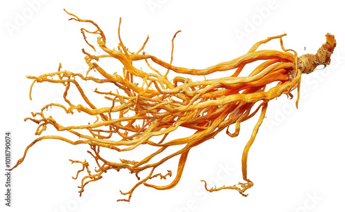 PNG Cordyceps plant food root. photo