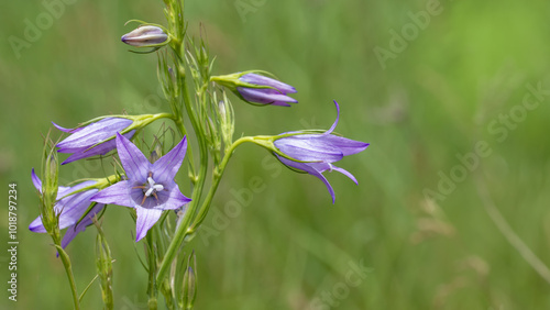 Campanula patula - Spreading bellflower