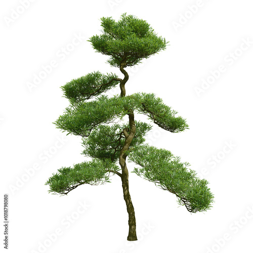 Billede på lærred Podocarpus macrophyllus or yew plum pine or Buddhist pine isolated on transparent background