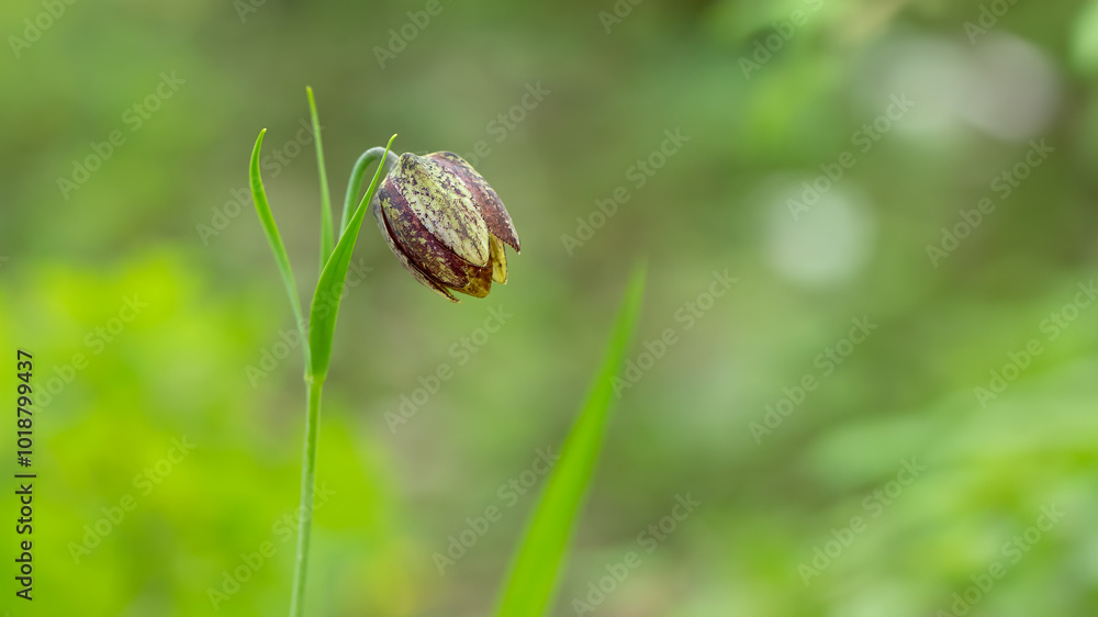Fritillaria montana wildflower Fritillaria montana wildflower
