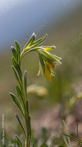 Onosma taurica - Golden drop photo