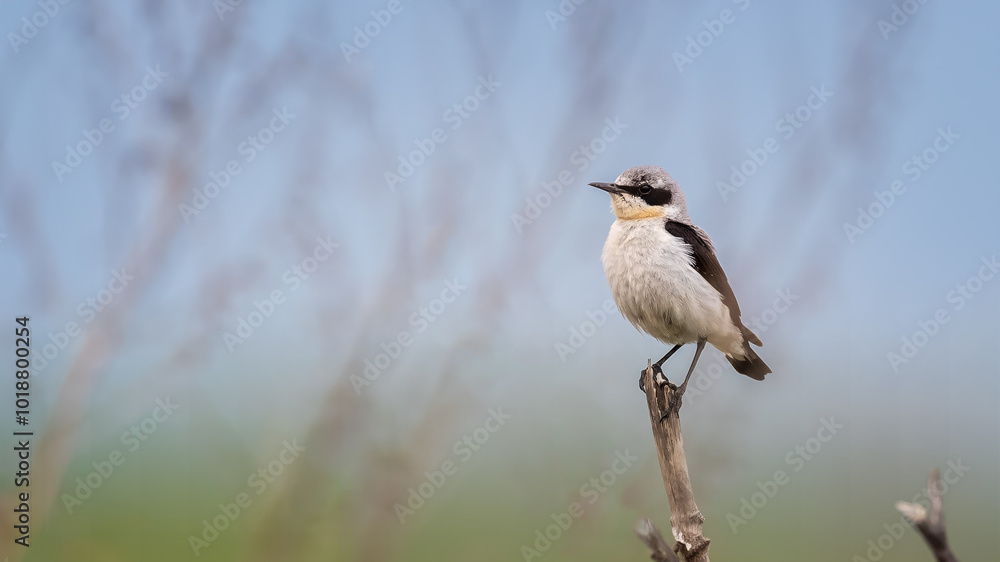 Fototapeta premium Northern wheatear - Oenanthe oenanthe