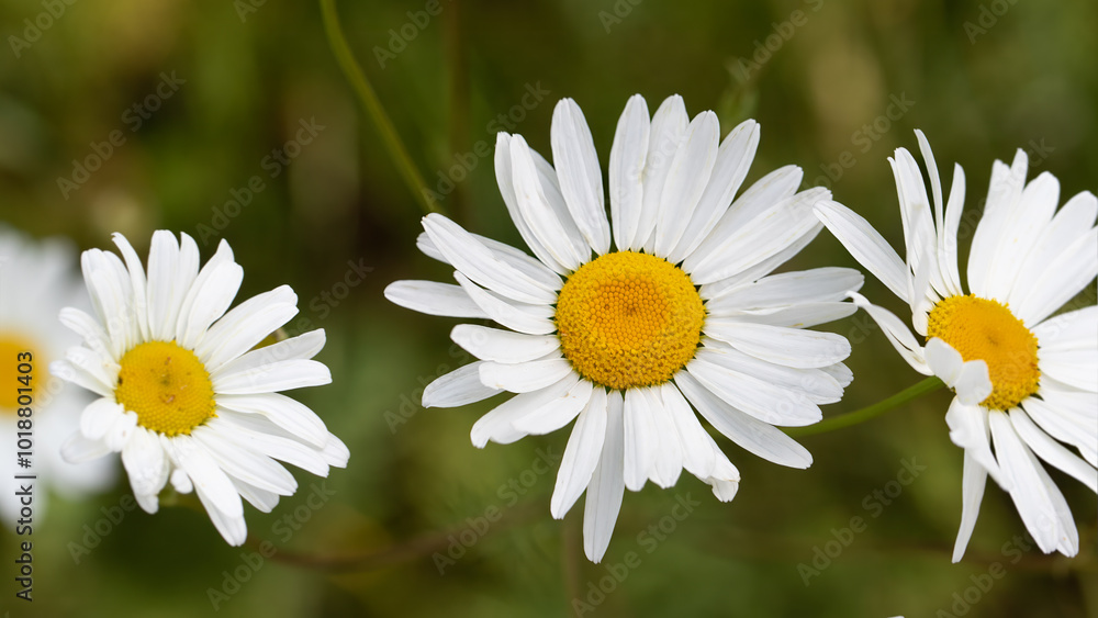 Obraz premium Wild Daisy flower