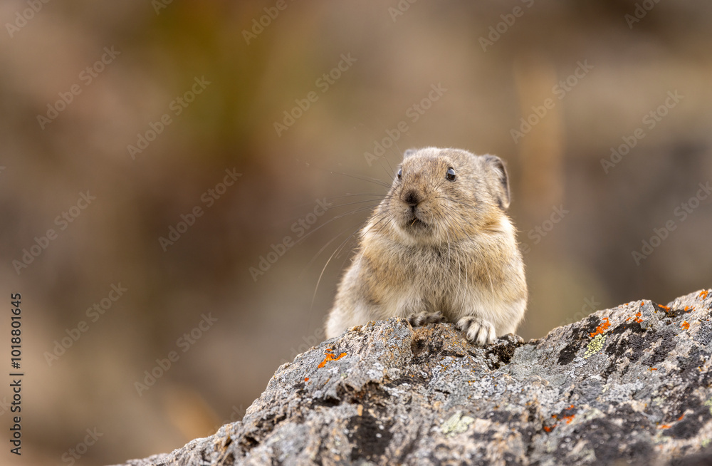 Collared Pika in Autumn in Denali National Park Alaska Collared Pika in Autumn in Denali National Park Alaska