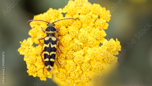 Echinocerus floralis (Plagionotus floralis) - Luzerne longicorn photo