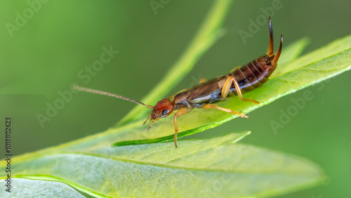 Common earwig - Forticula auricularia