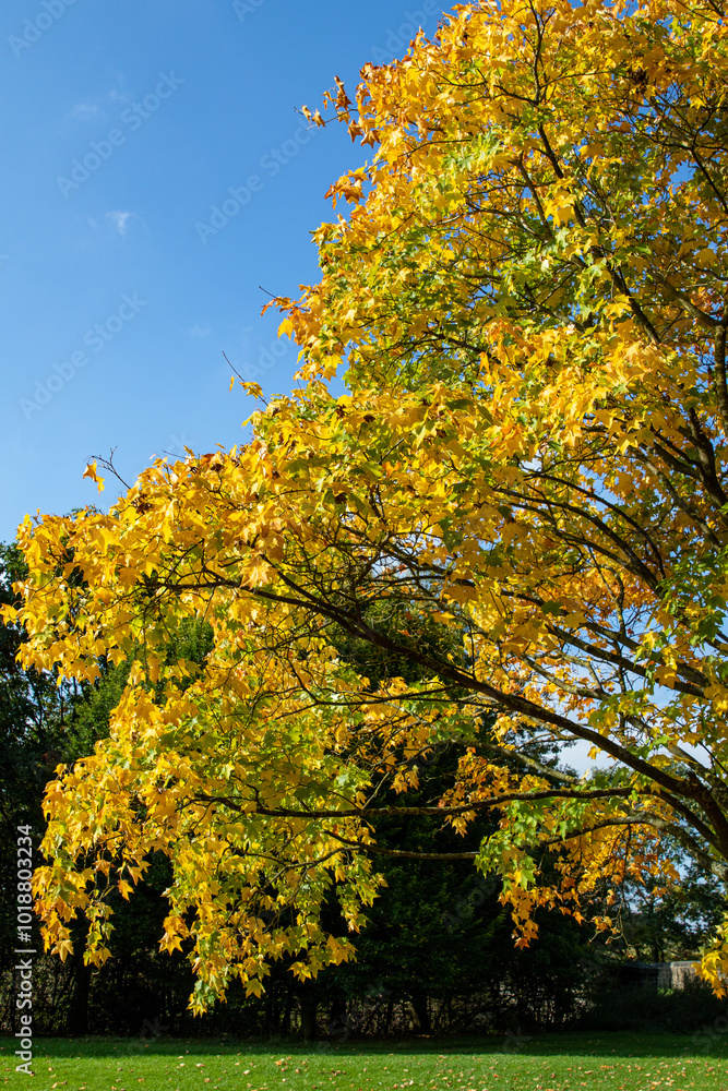 Vibrant Autumn Tree with Yellow Leaves Vibrant Autumn Tree with Yellow Leaves