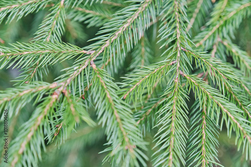 Close-up of spruce tree branch featuring densely packed needles.