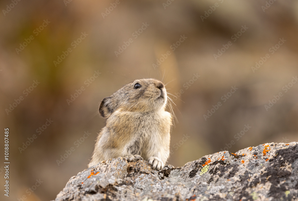 Collared Pika in Autumn in Denali National Park Alaska Collared Pika in Autumn in Denali National Park Alaska