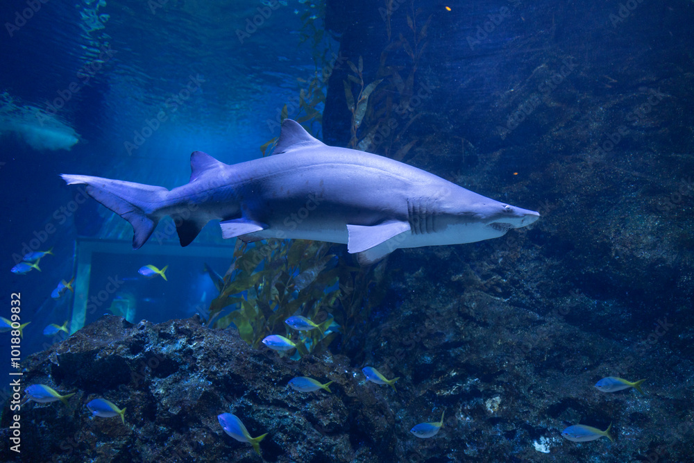 Oceans sea aquarium underwater world with school of fish, shark , coral reef and anemone Oceans sea aquarium underwater world with school of fish, shark , coral reef and anemone
