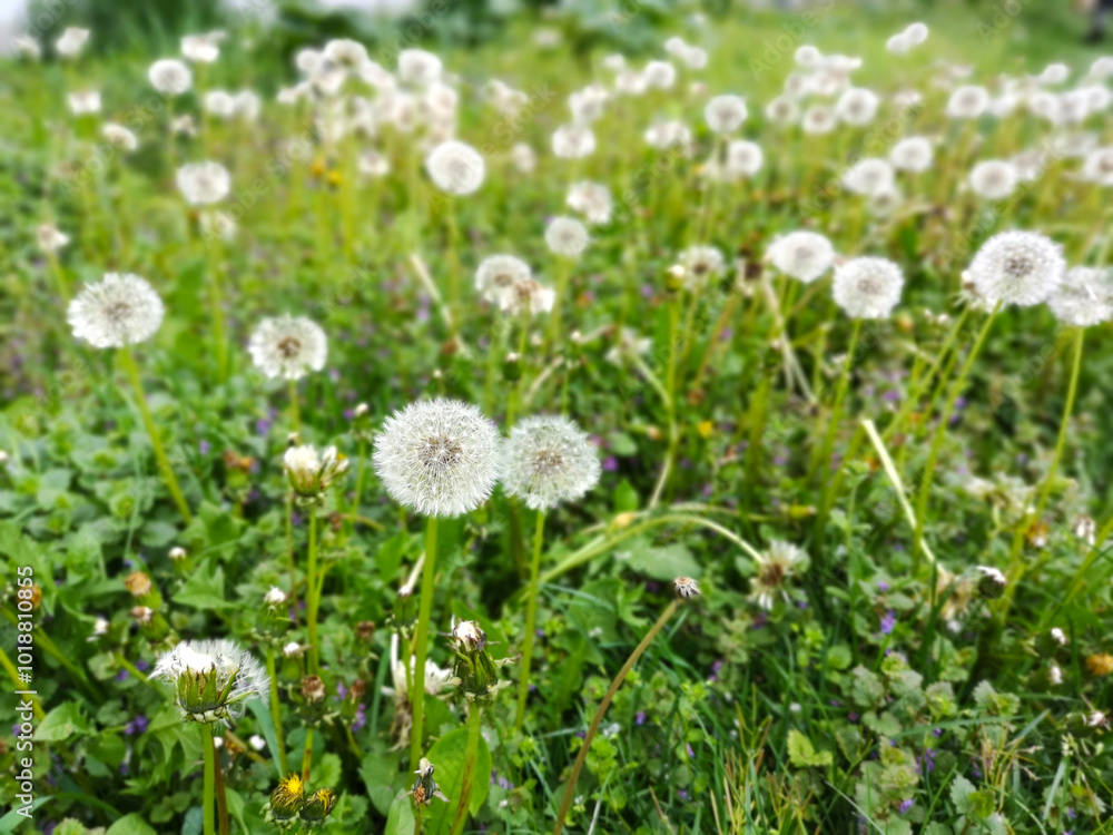 Green field with white, fluffy dandelions. Closeup of spring flowers on the ground, natural wallpaper Green field with white, fluffy dandelions. Closeup of spring flowers on the ground, natural wallpaper