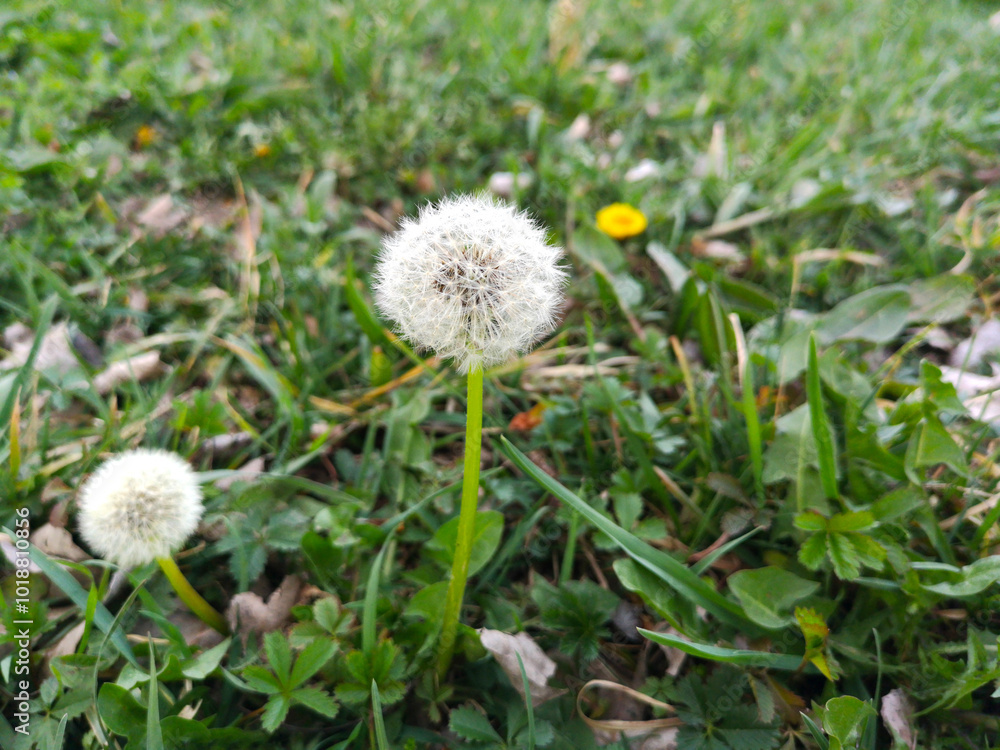 Green field with white, fluffy dandelions. Closeup of spring flowers on the ground, natural wallpaper Green field with white, fluffy dandelions. Closeup of spring flowers on the ground, natural wallpaper