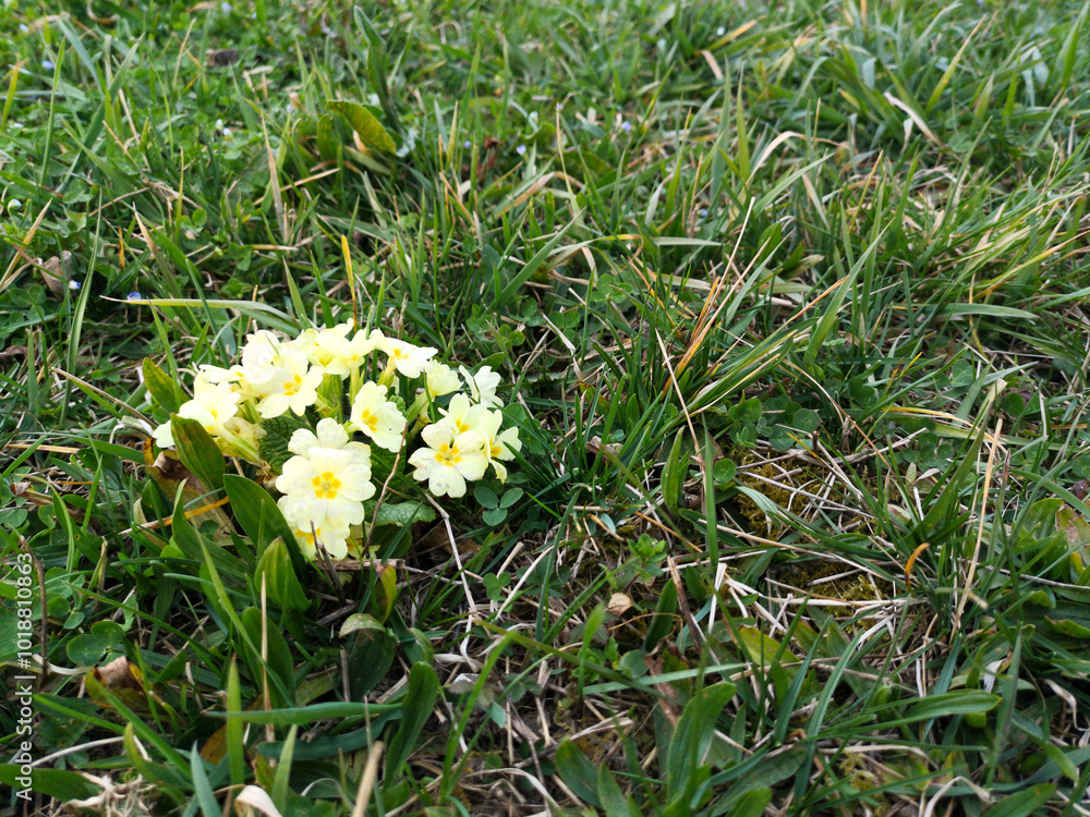 Yellow Primula vulgaris, the common primrose, growing in the garden in the early spring. natural wallpaper, copy space Yellow Primula vulgaris, the common primrose, growing in the garden in the early spring. natural wallpaper, copy space