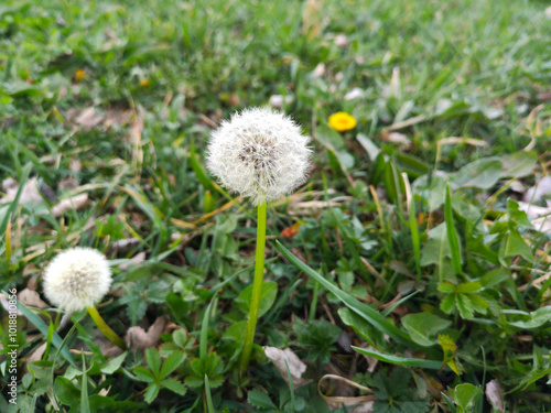 Green field with white, fluffy dandelions. Closeup of spring flowers on the ground, natural wallpaper