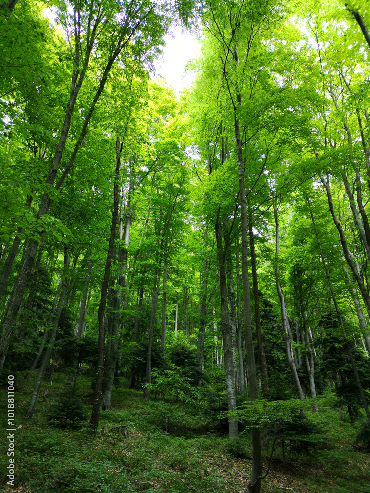 Sun beams going through thick tree branches in dense green forest, natural wallpaper, texture Sun beams going through thick tree branches in dense green forest, natural wallpaper, texture