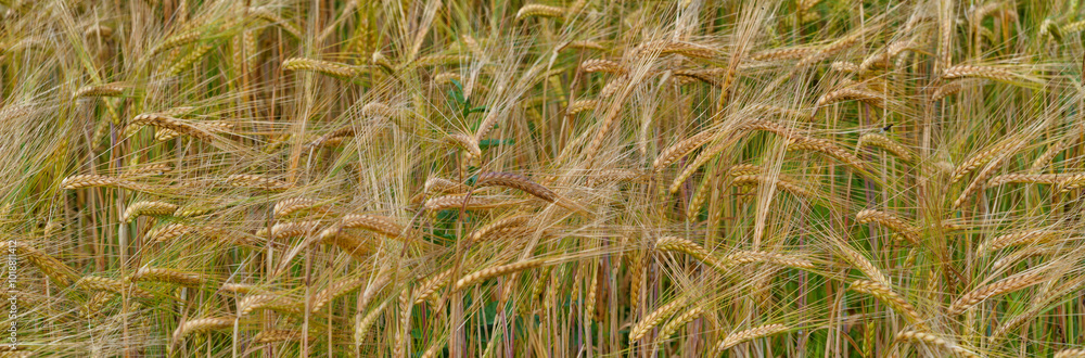 A field of ripe grain in the summer before the harvest. Blue sky background. A field of ripe grain in the summer before the harvest. Blue sky background.