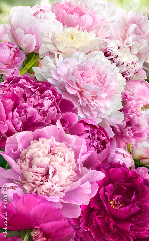 Obraz premium A huge bouquet of bright multi-colored peonies. Vertical.