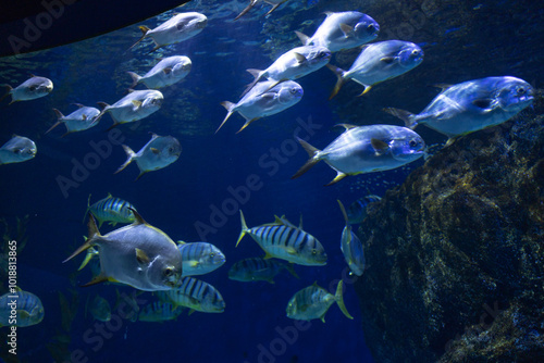 Oceans sea aquarium underwater world with school of fish, shark , coral reef and anemone 