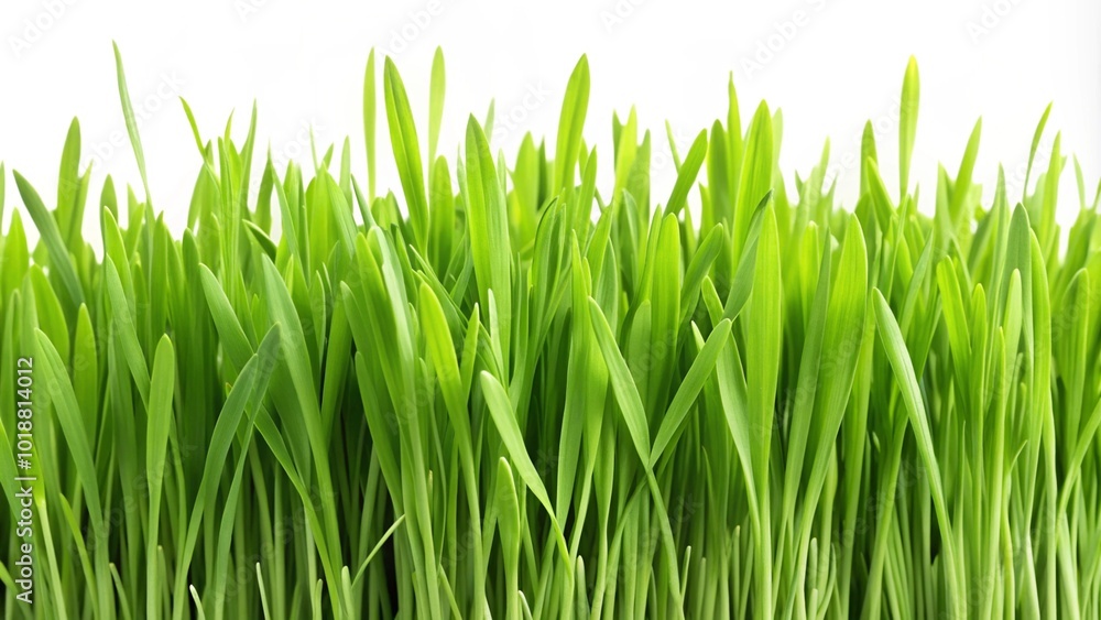 Fresh green grass blades stand out against a clean white background, like a patch of lawn isolated in springtime Fresh green grass blades stand out against a clean white background, like a patch of lawn isolated in springtime
