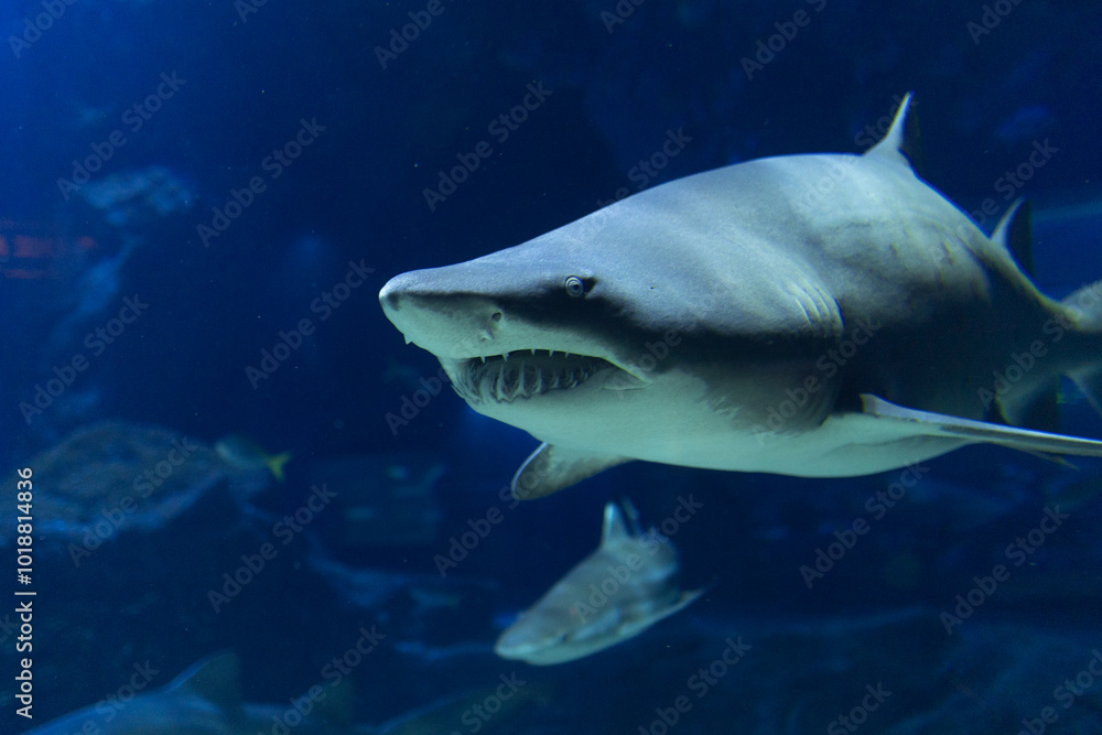 Fototapeta premium Oceans sea aquarium underwater world with school of fish, shark , coral reef and anemone 