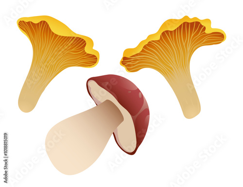 Chanterelle and porcini mushrooms. Healthy organic food, Fresh edible mushrooms. Forest mushrooms. Vector hand-drawn illustration isolated on a white background.