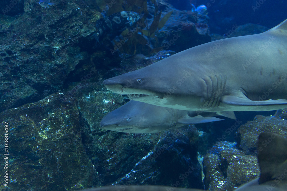 Oceans sea aquarium underwater world with school of fish, shark , coral reef and anemone Oceans sea aquarium underwater world with school of fish, shark , coral reef and anemone