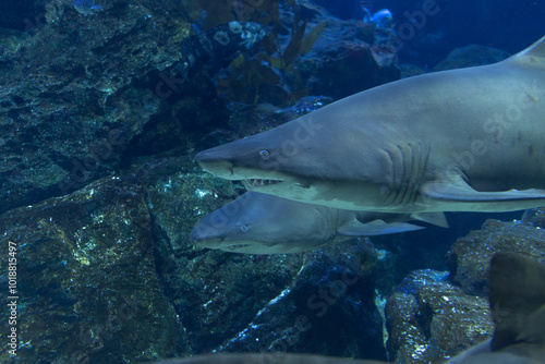 Oceans sea aquarium underwater world with school of fish, shark , coral reef and anemone 