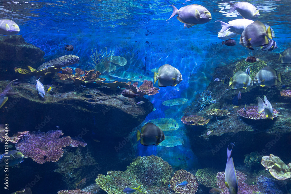 Obraz premium Oceans sea aquarium underwater world with school of fish, shark , coral reef and anemone 